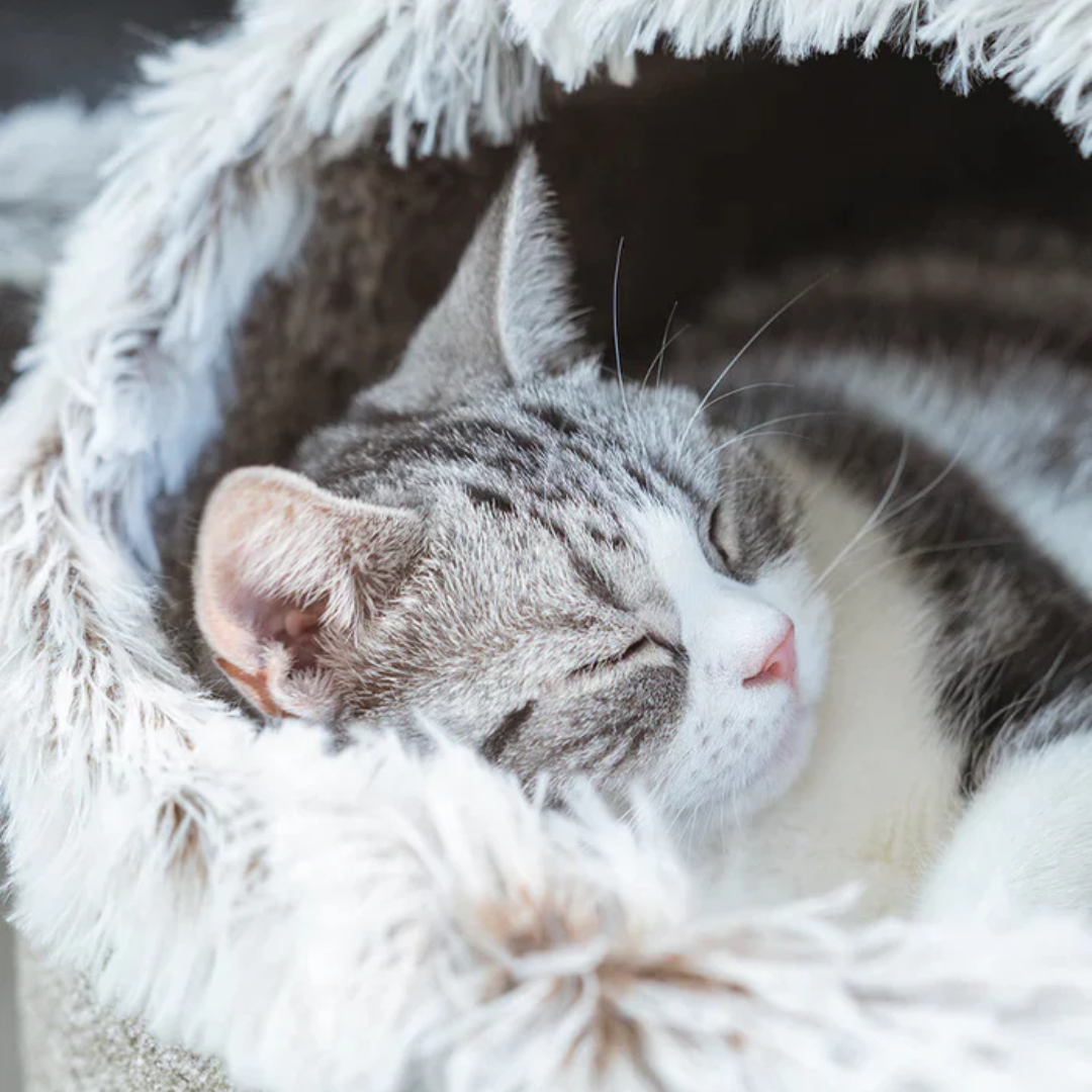 CozyCat™ : Le Nid chaleureux et douillet pour chat
