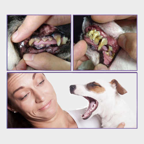 Gel bucal pour animaux - Pet Repair Gel™