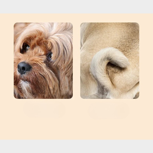 PawGroomer PRO™ – 🐾 Tondeuse pour Animaux de Compagnie avec Lumière LED
