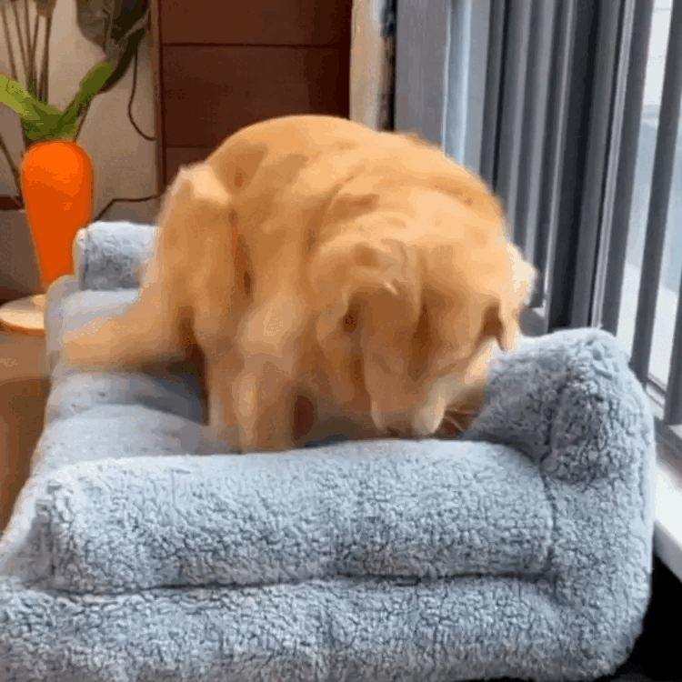 PawLounge - Le Canapé Luxe pour Animaux