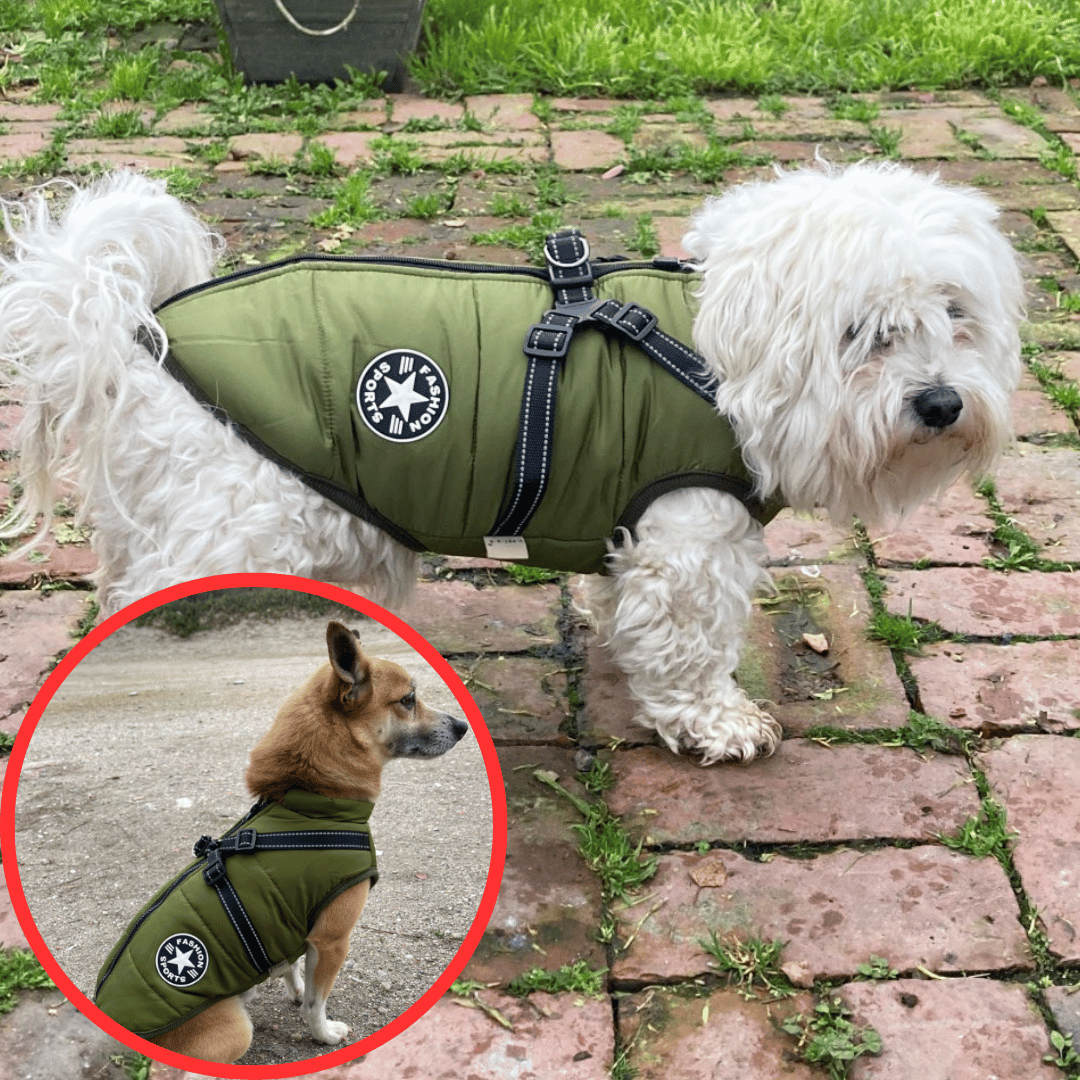 Gilet Hivernale Étanche - DogLove Confort+