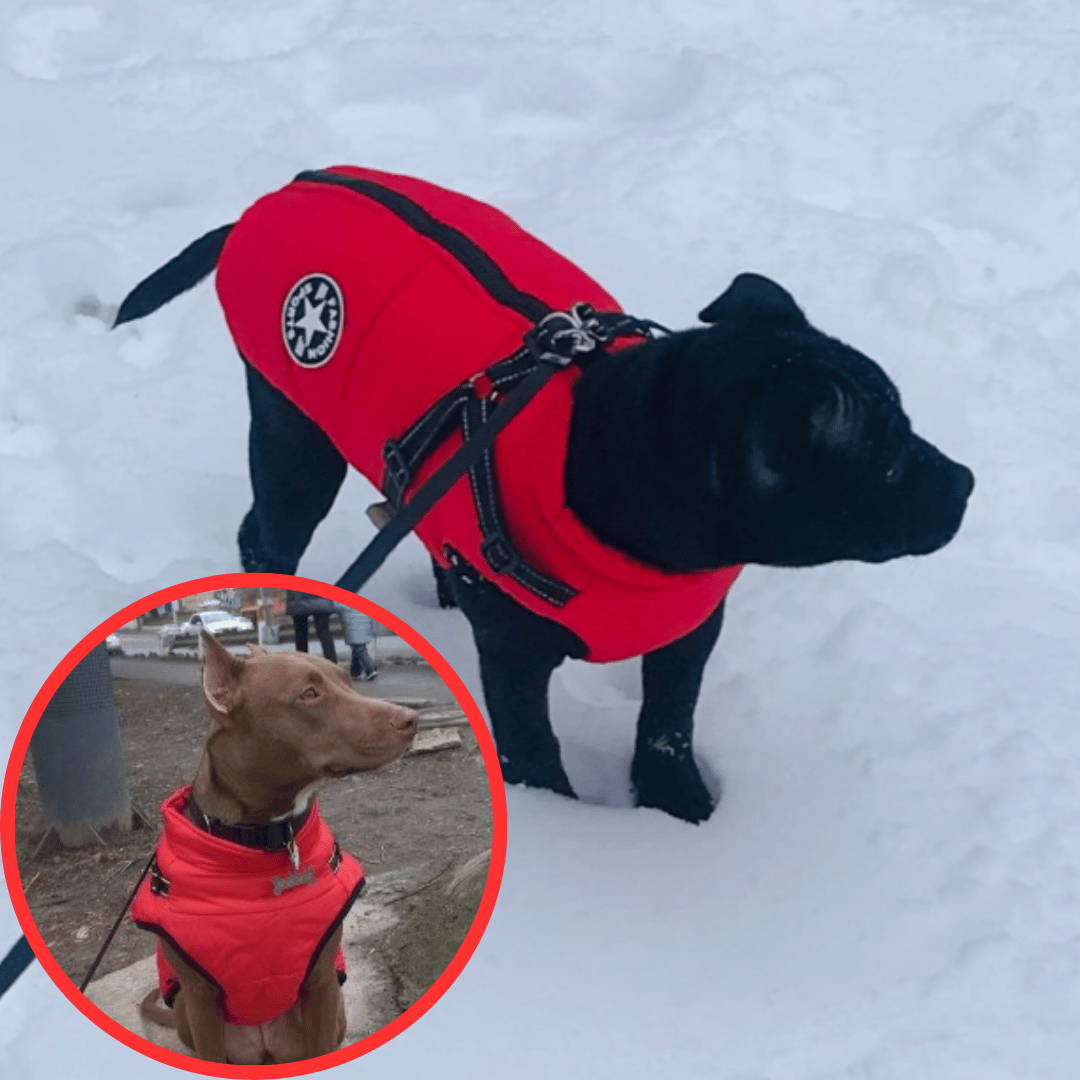 Gilet Hivernale Étanche - DogLove Confort+