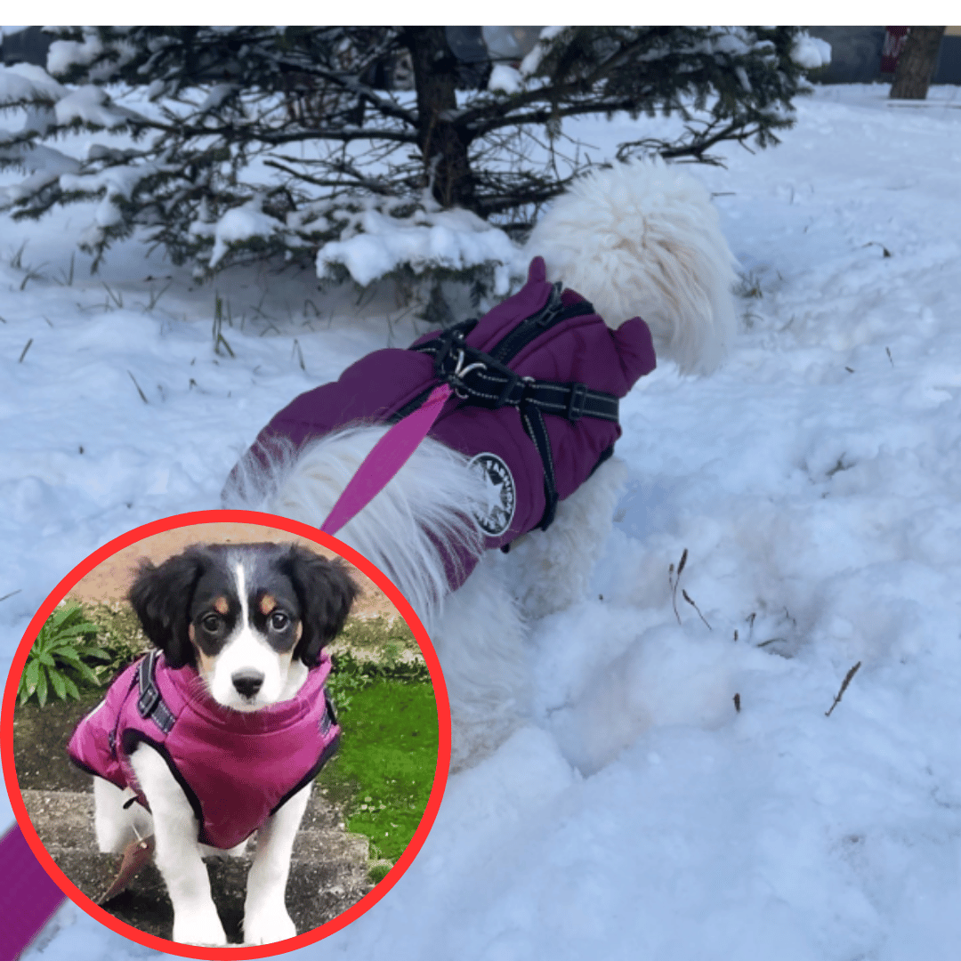 Gilet Hivernale Étanche - DogLove Confort+