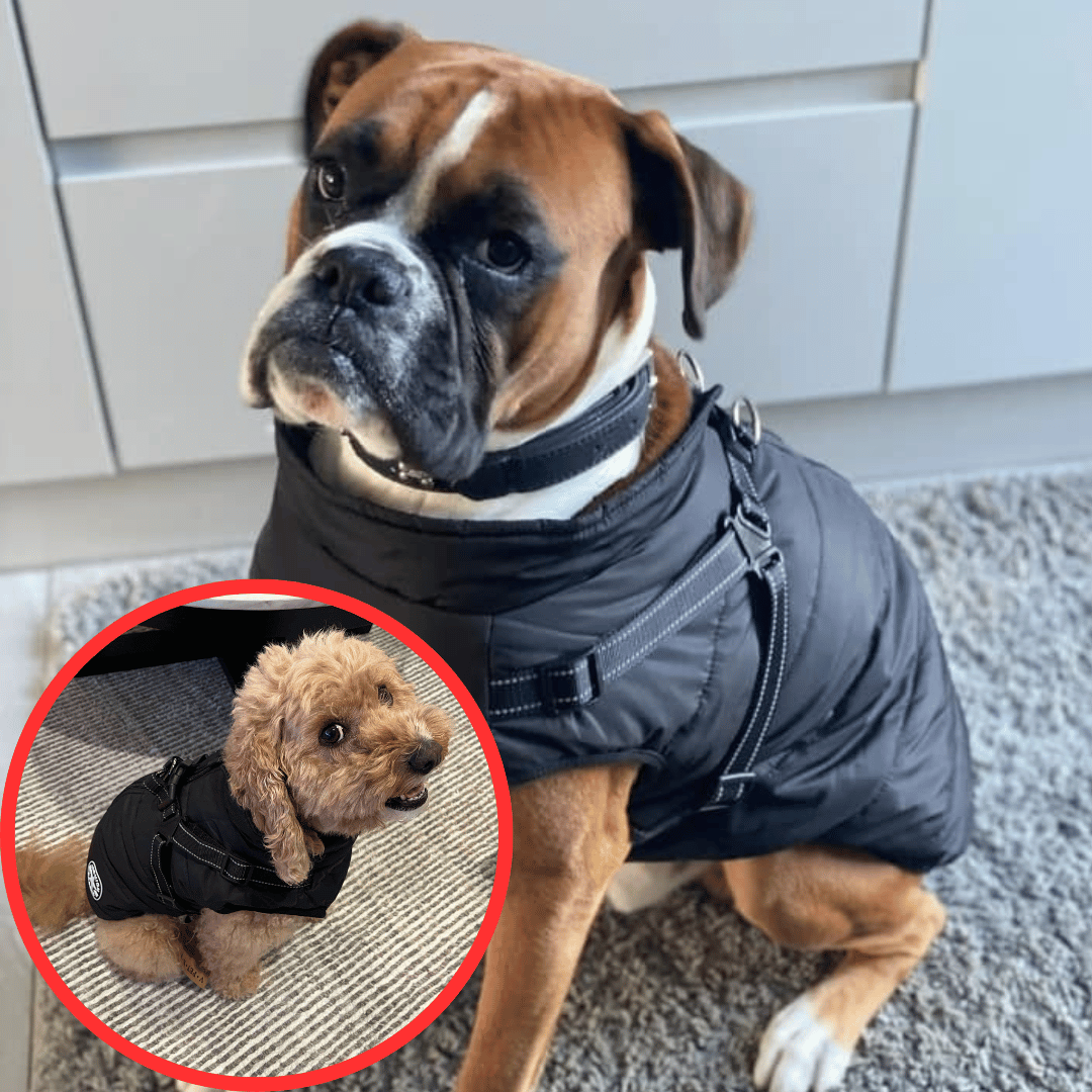 Gilet Hivernale Étanche - DogLove Confort+