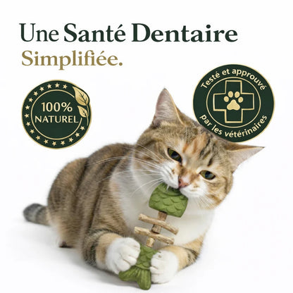 Jouet Dentaire Chat — Herbe à Chat Naturelle & Nettoyage des Dents