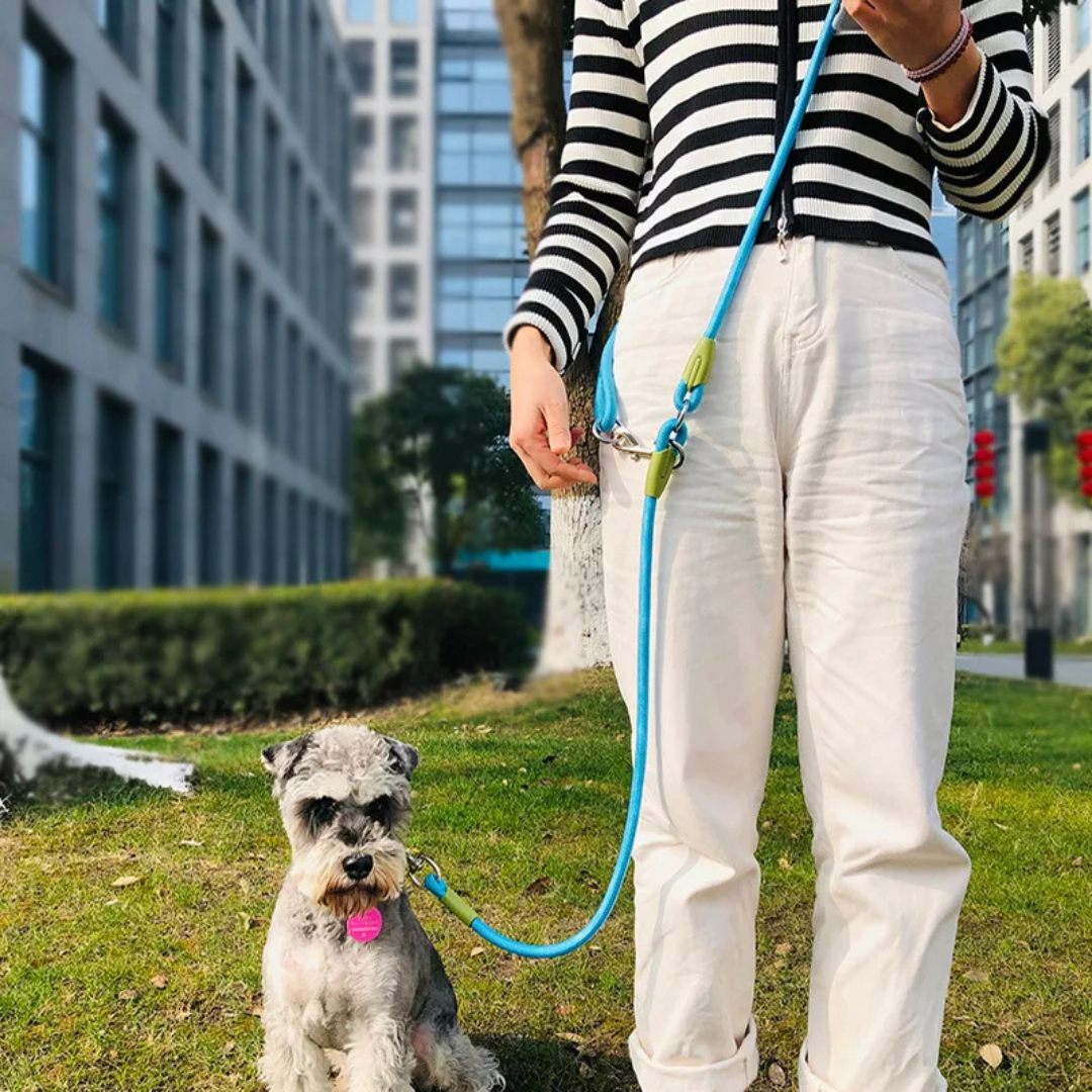 Laisse Mains Libres pour Chiens – Idéale pour les Promenades Actives