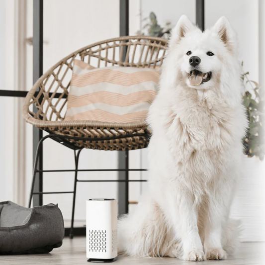 🐾 Purificateur d'air - Serenity Pet